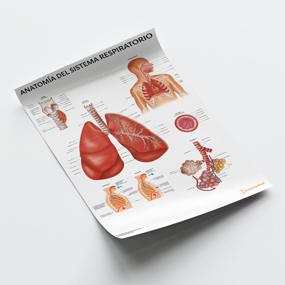 Anatomía del Sistema Respiratorio Chart / Poster - Spanish