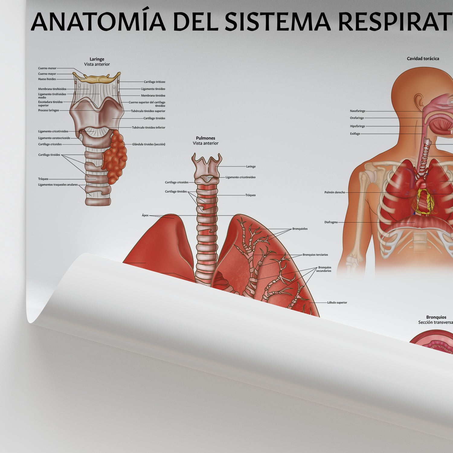 Anatomía del Sistema Respiratorio Chart / Poster - Spanish