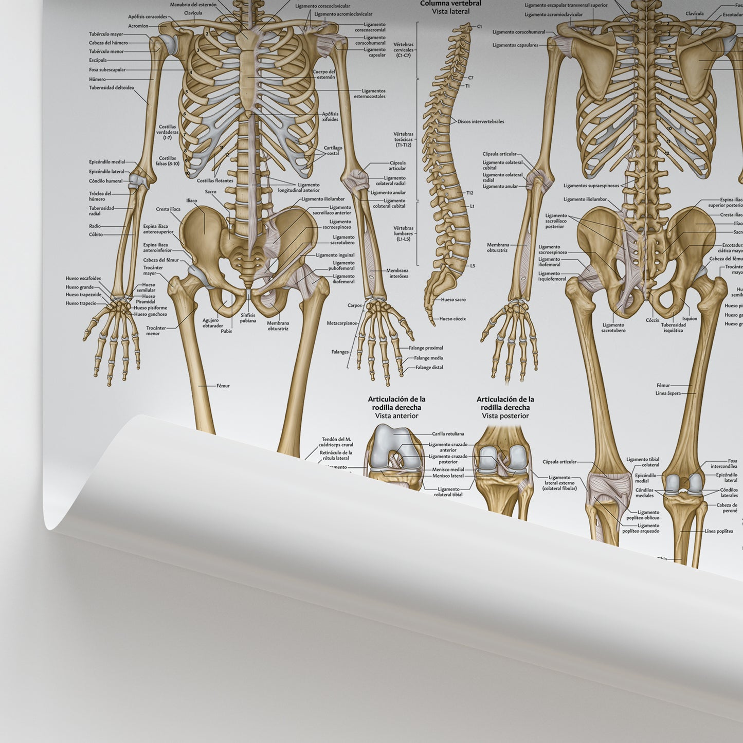 Anatomia Esquelitica Chart / Poster - Spanish