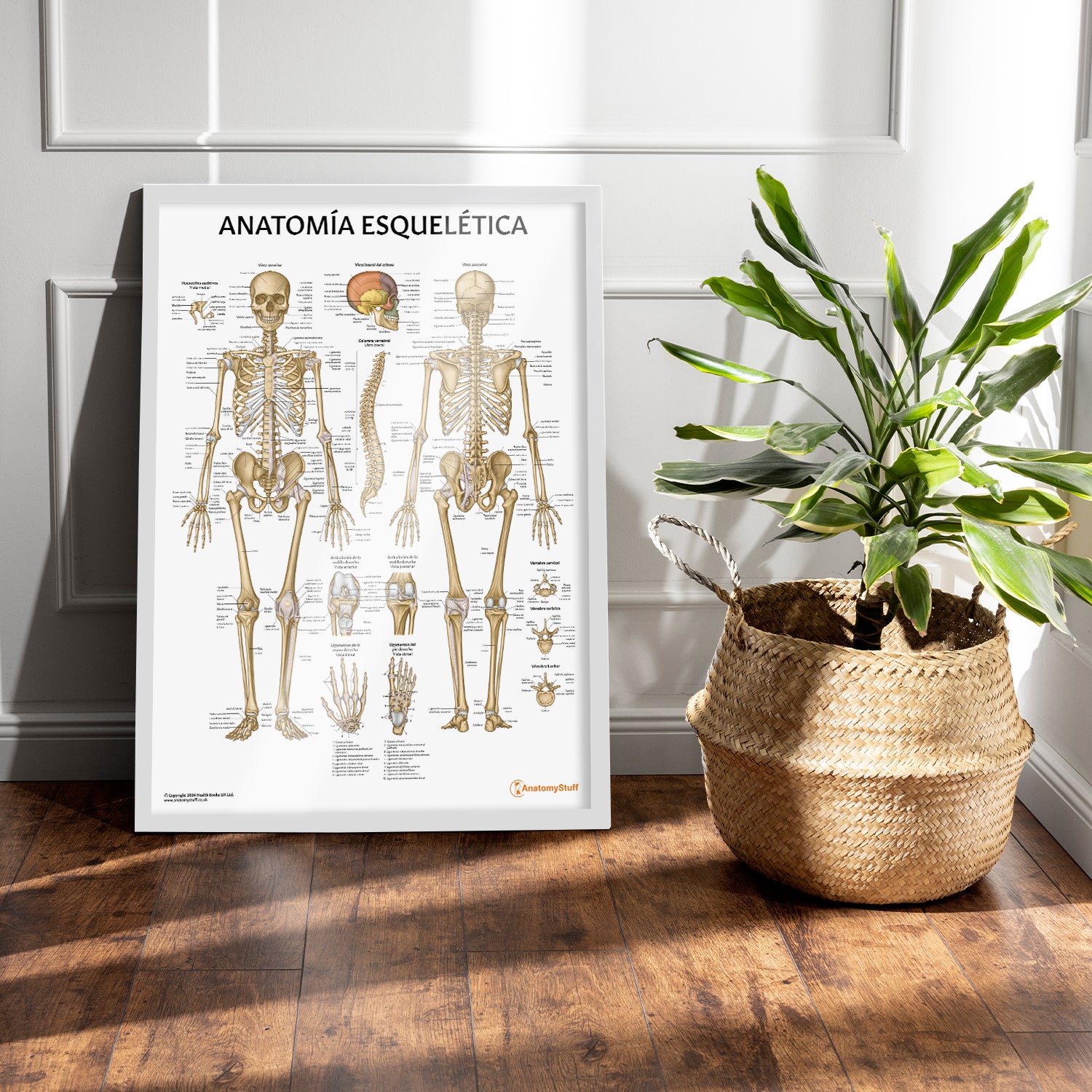 Anatomia Esquelitica Chart / Poster - Spanish