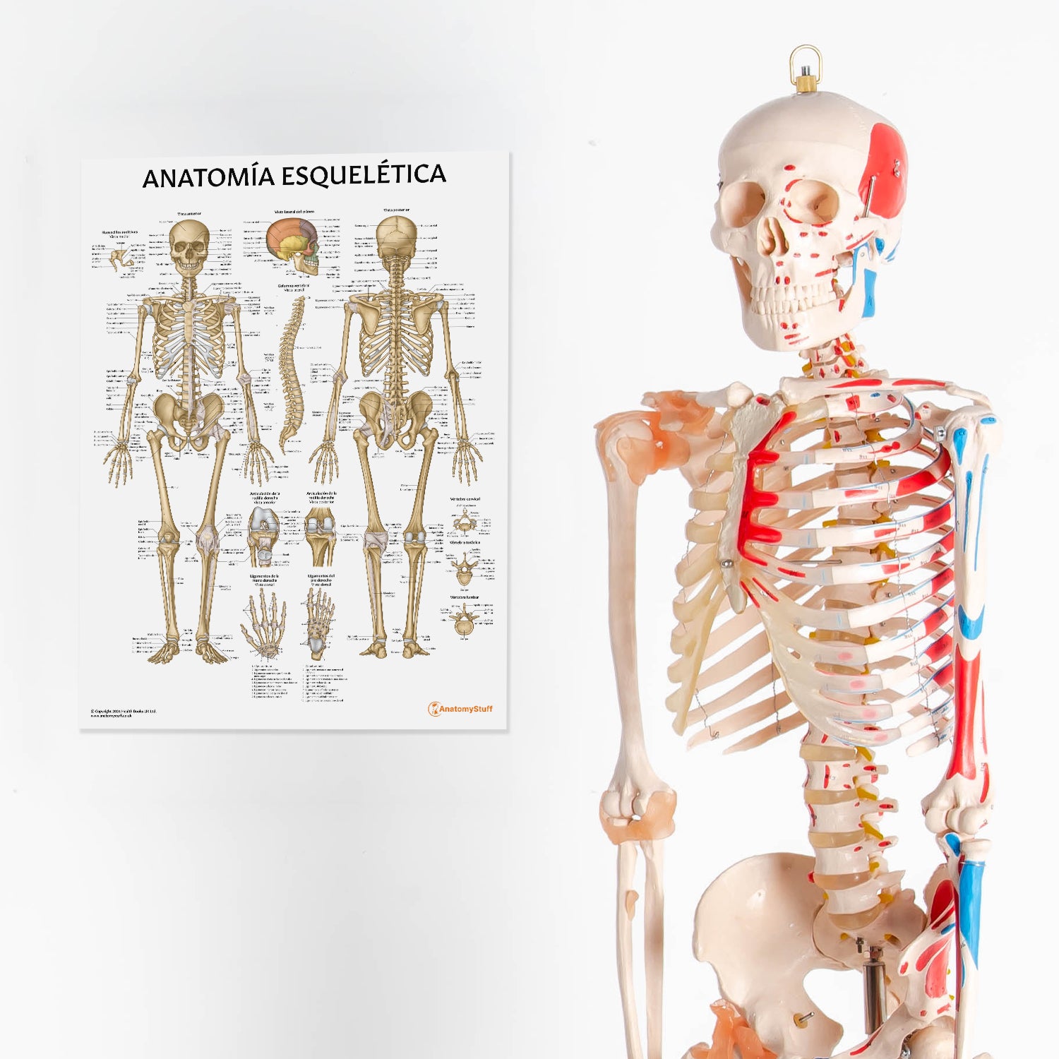 Anatomia Esquelitica Chart / Poster - Spanish