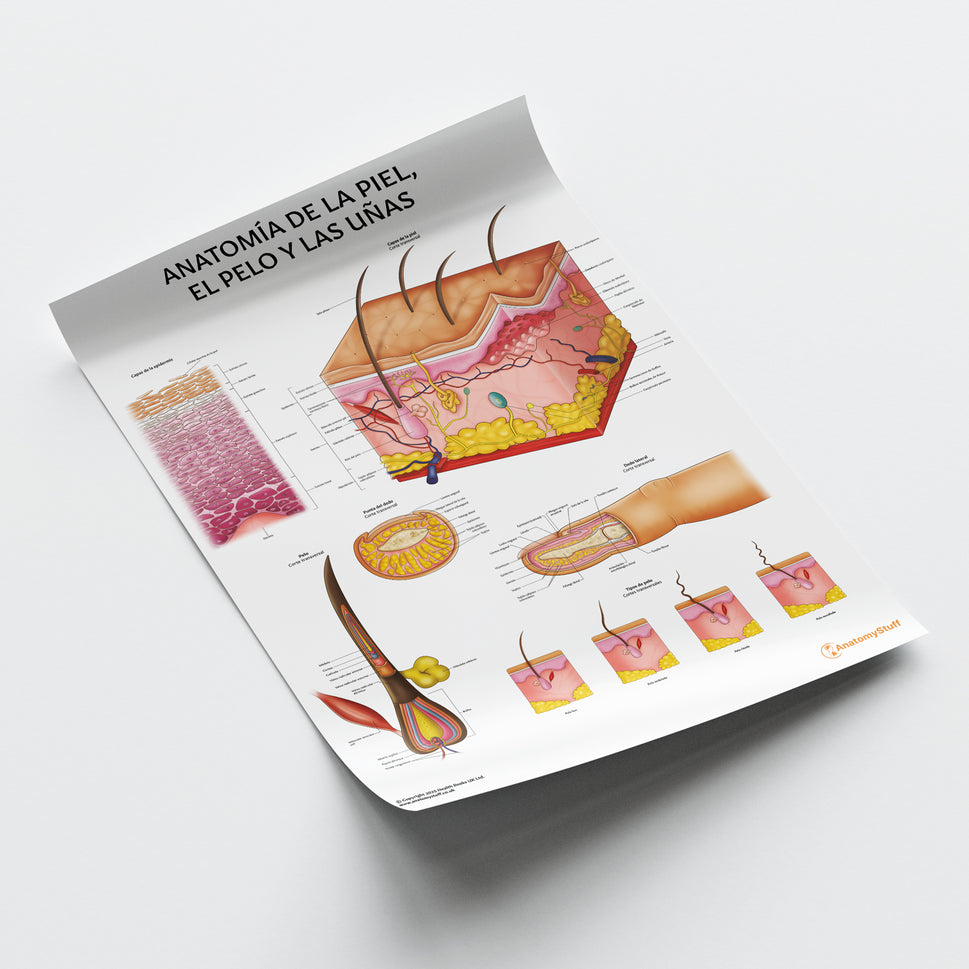 Anatomía de la Piel, el Pelo y las Uñas Chart / Poster - Spanish