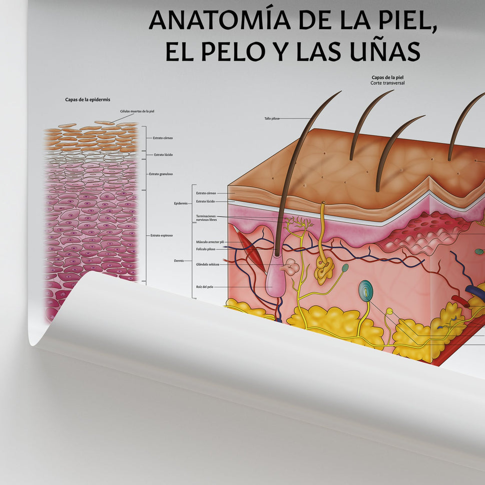 Anatomía de la Piel, el Pelo y las Uñas Chart / Poster - Spanish