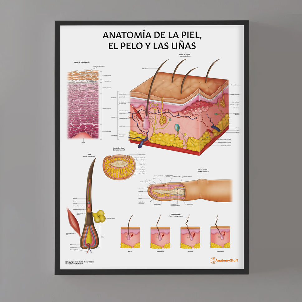 Anatomía de la Piel, el Pelo y las Uñas Chart / Poster - Spanish