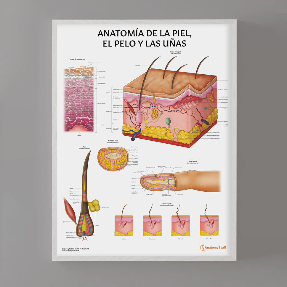 Anatomía de la Piel, el Pelo y las Uñas Chart / Poster - Spanish