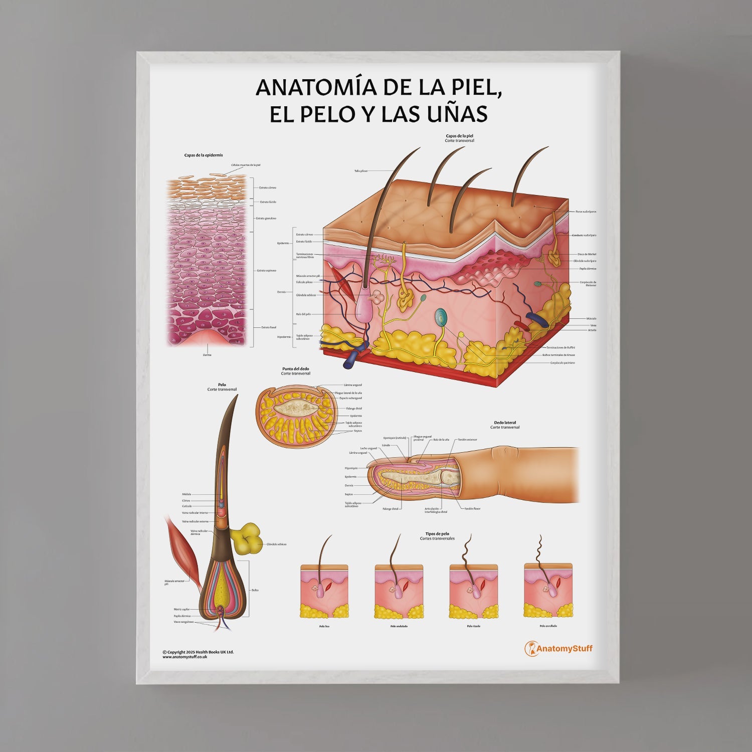Anatomía de la Piel, el Pelo y las Uñas Chart / Poster - Spanish