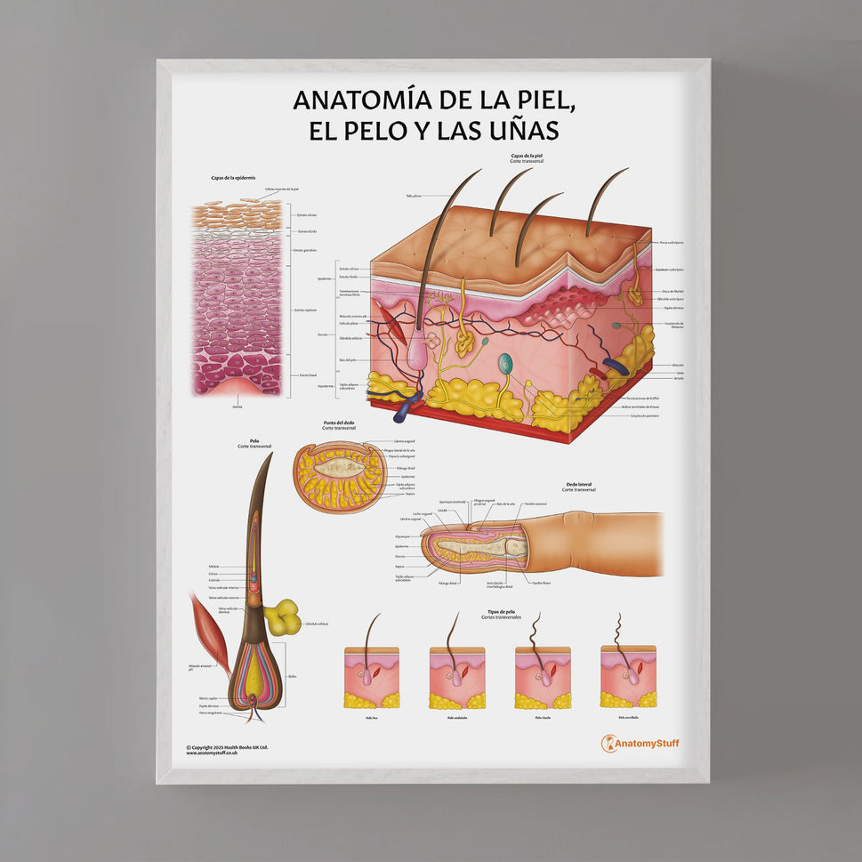 Anatomía de la Piel, el Pelo y las Uñas Chart / Poster - Spanish