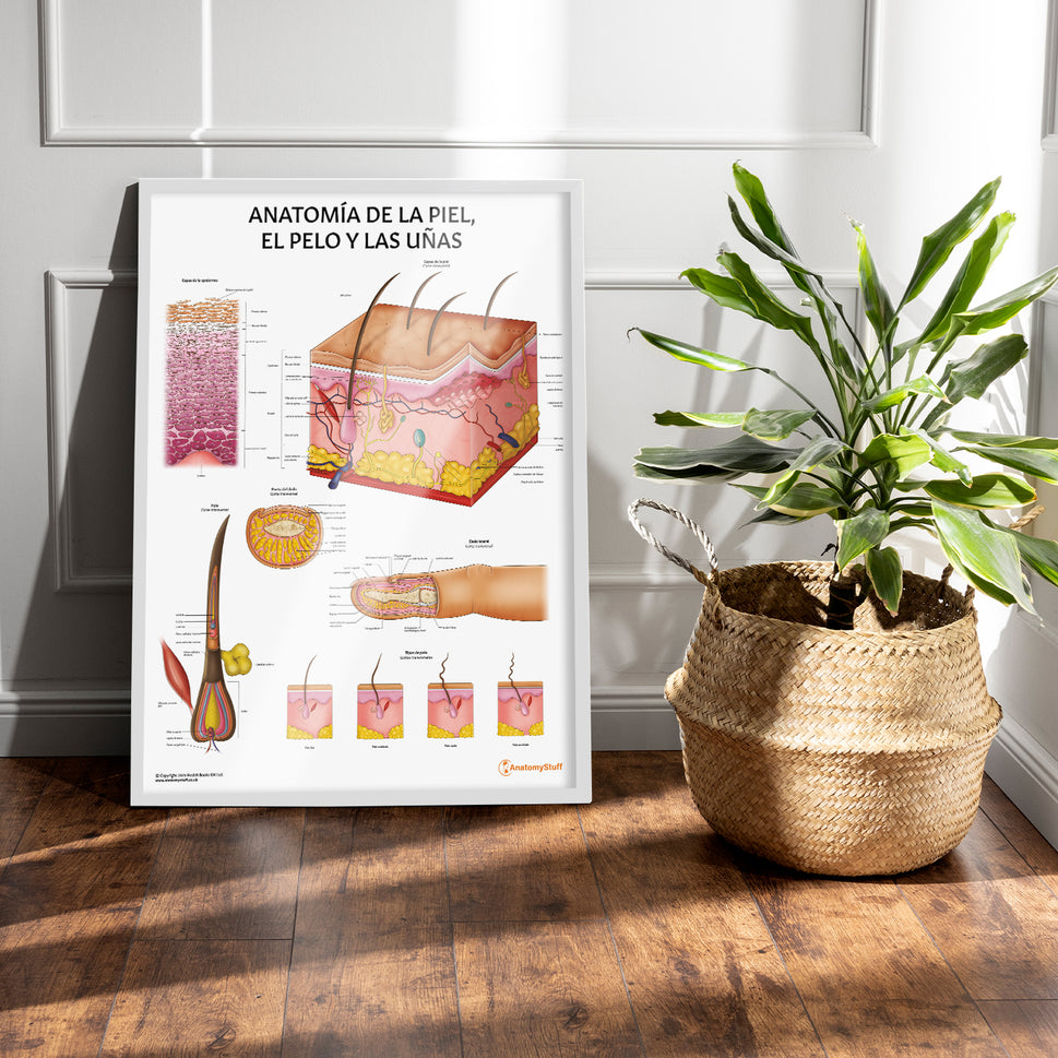 Anatomía de la Piel, el Pelo y las Uñas Chart / Poster - Spanish