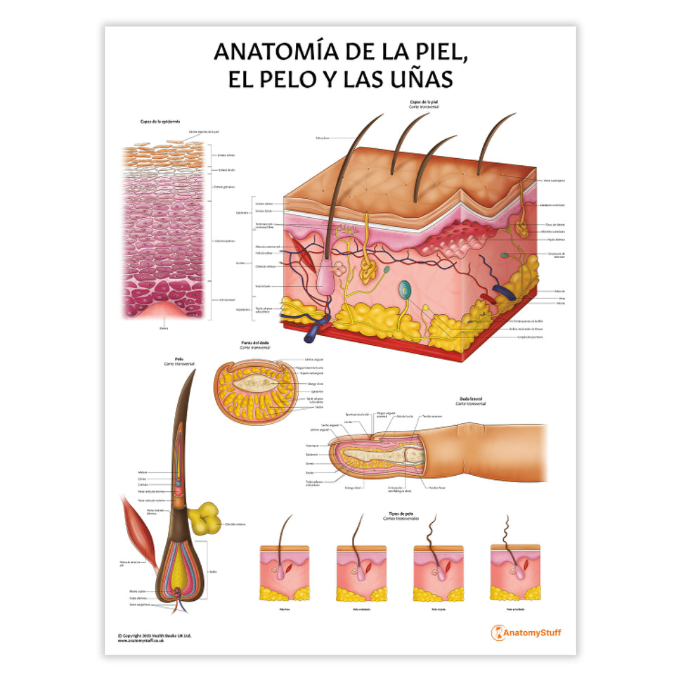 Anatomía de la Piel, el Pelo y las Uñas Chart / Poster - Spanish