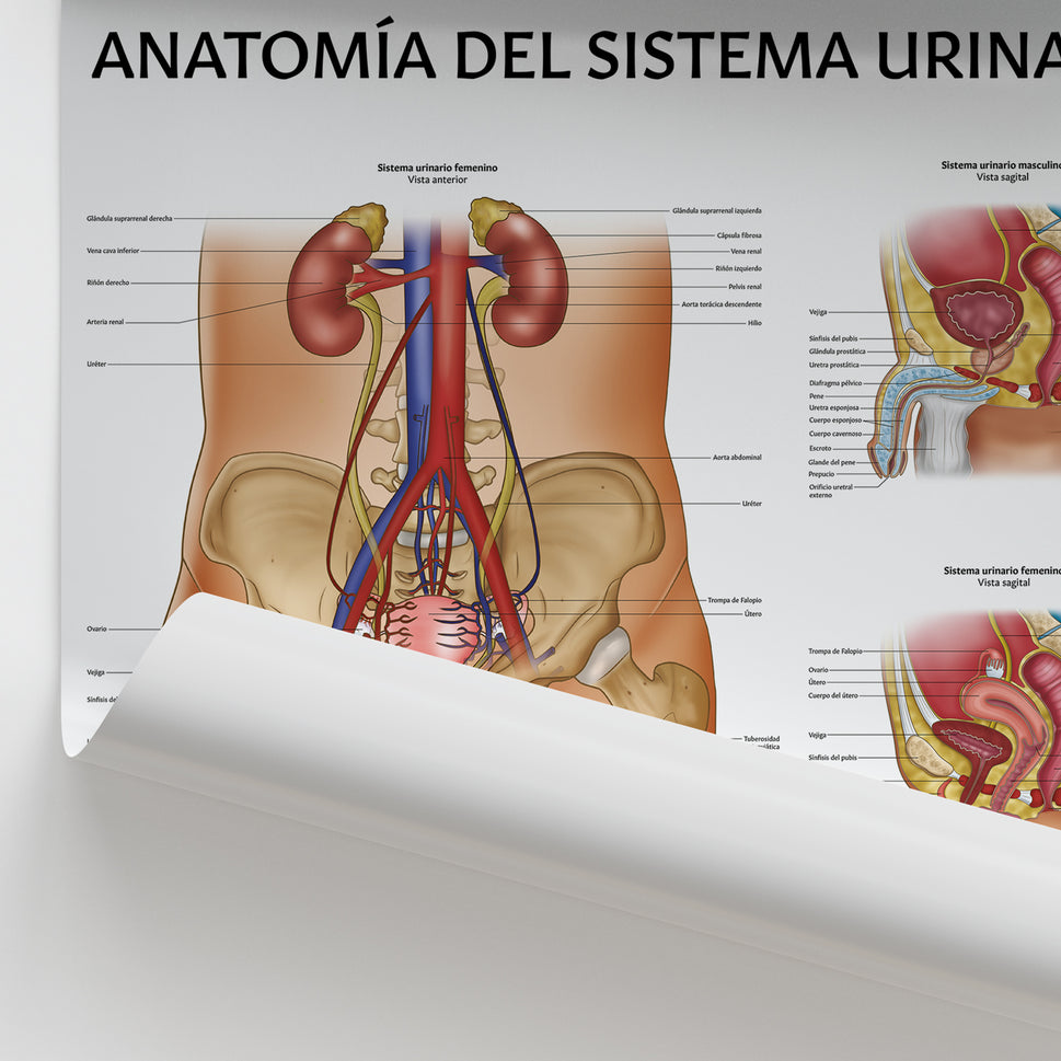 Anatomía del Sistema Urinario Chart / Poster - Spanish
