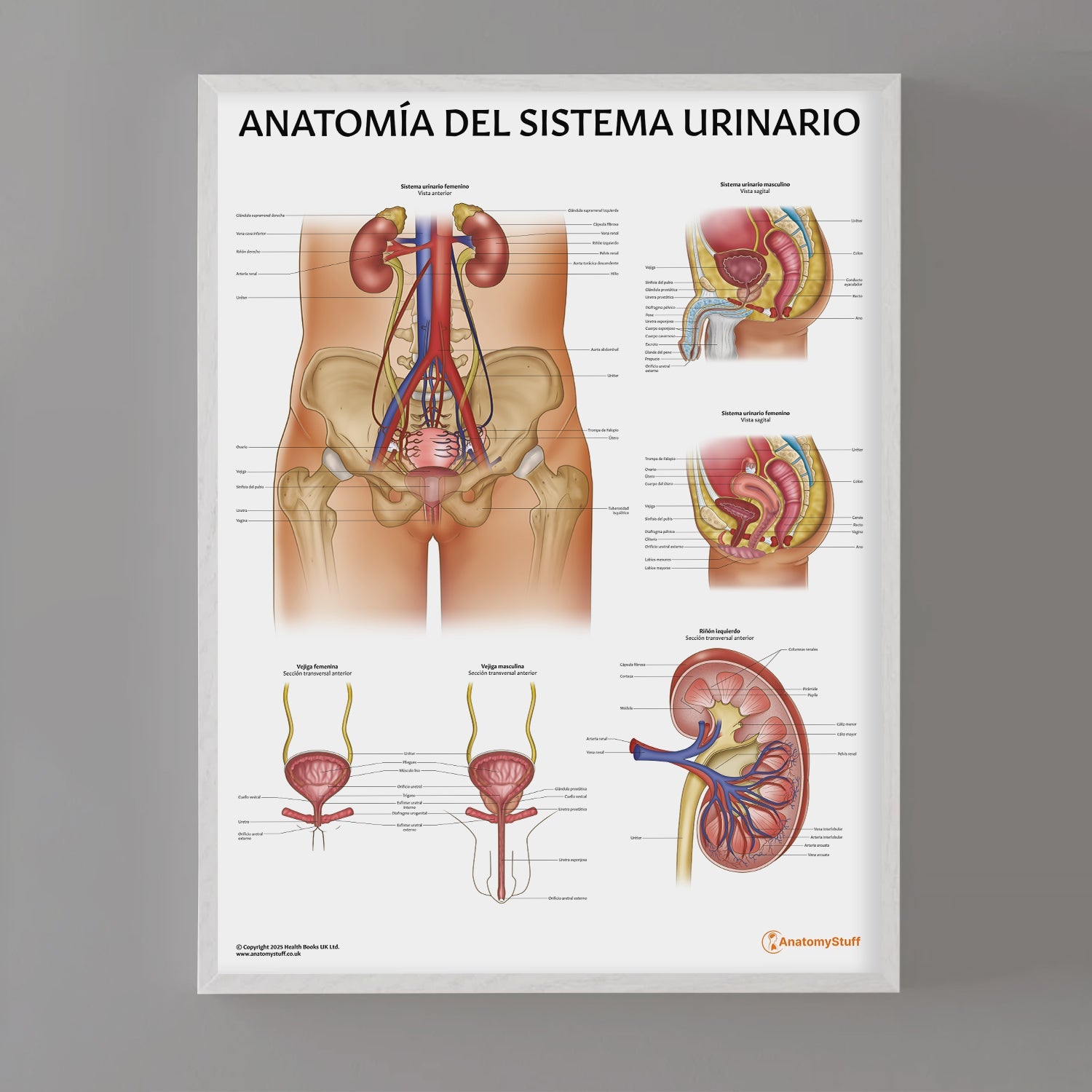 Anatomía del Sistema Urinario Chart / Poster - Spanish