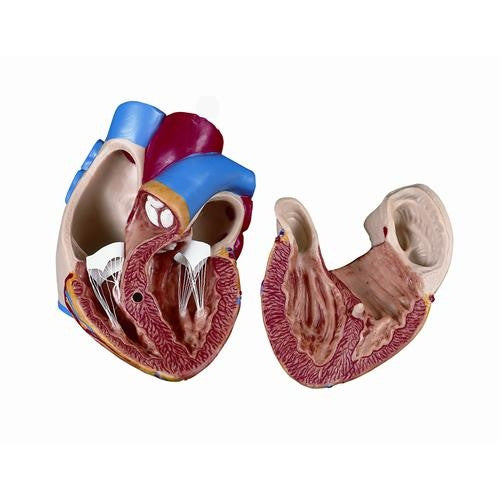 Spare Heart for 3B Torso Models