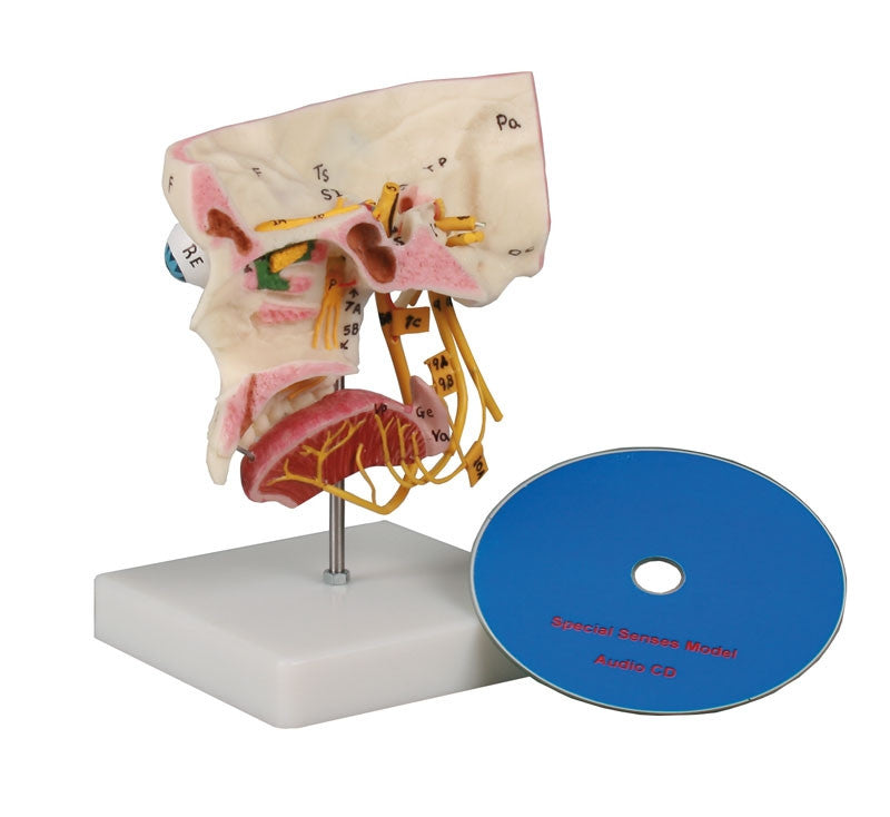 Special Senses Model