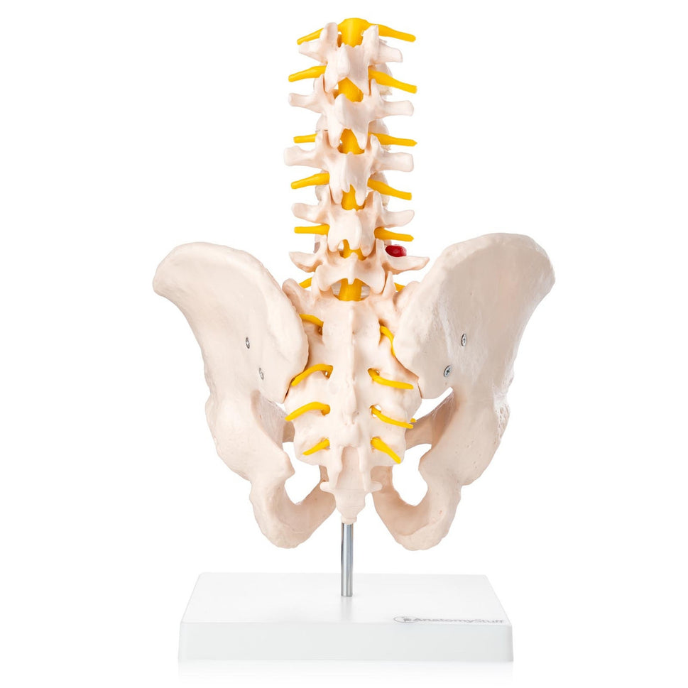 Budget Lumbar Spine Model with Pelvis