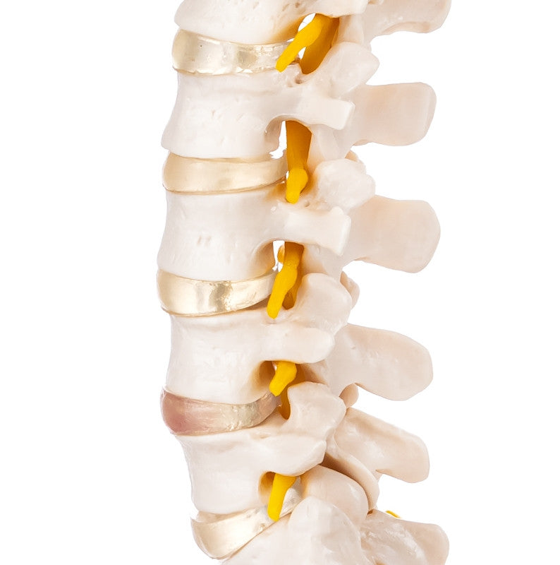 Budget Flexible Spine Model