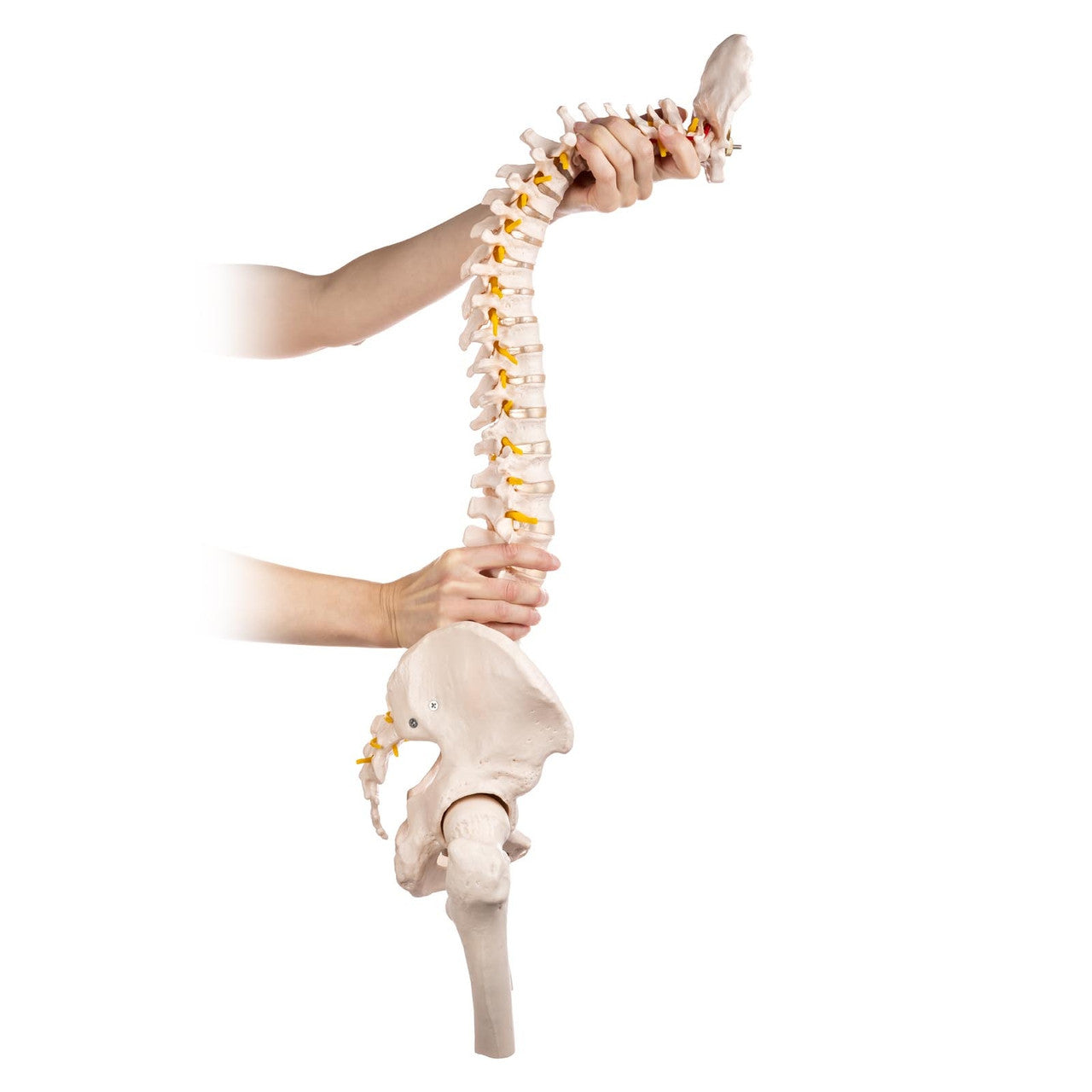 Budget Flexible Spine Model with Pelvis and Femoral Heads