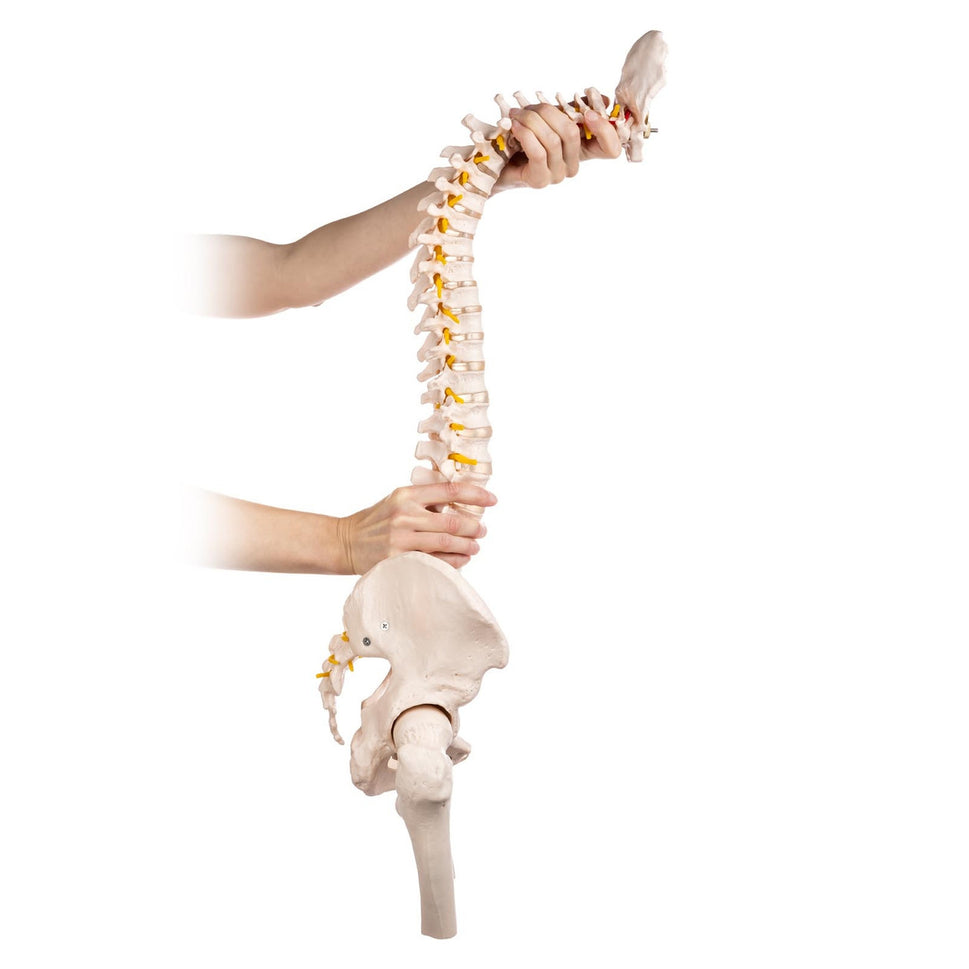 Budget Flexible Spine Model with Pelvis and Femoral Heads