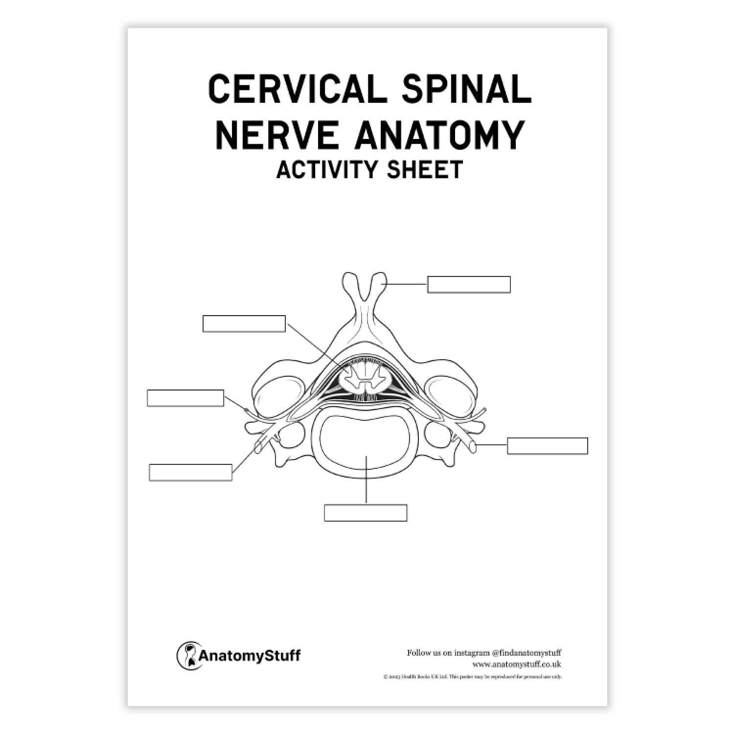 Spinal Nerve Anatomy Activity Sheet PDF