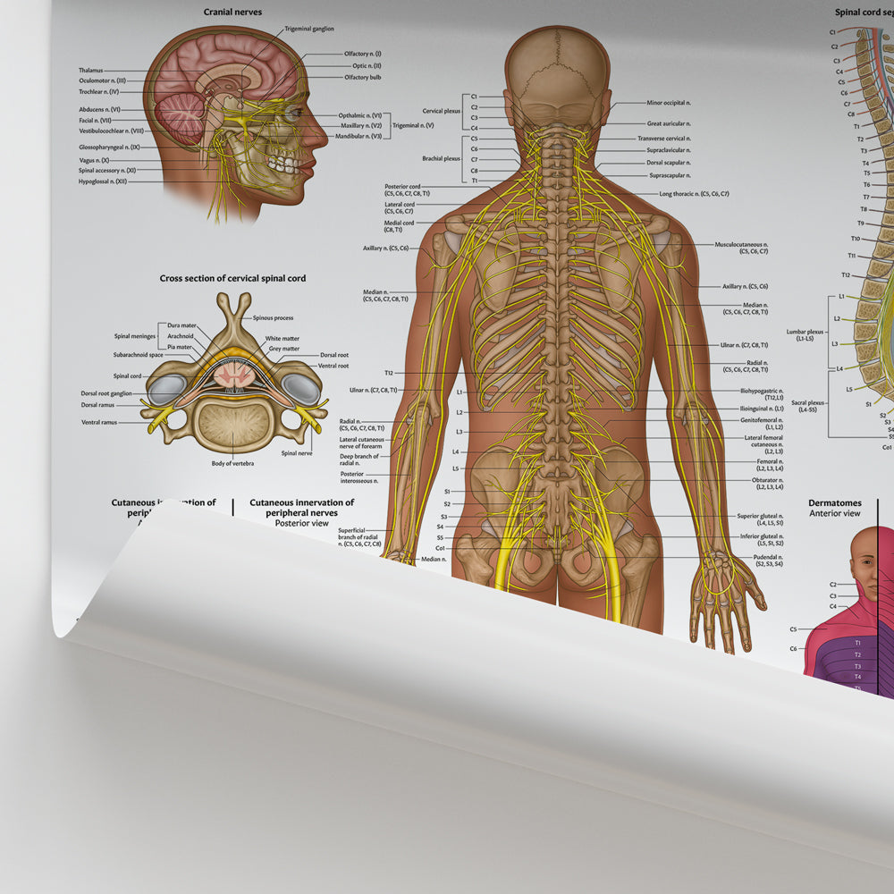Spinal Nerve Anatomy Chart / Poster - Part of Collection