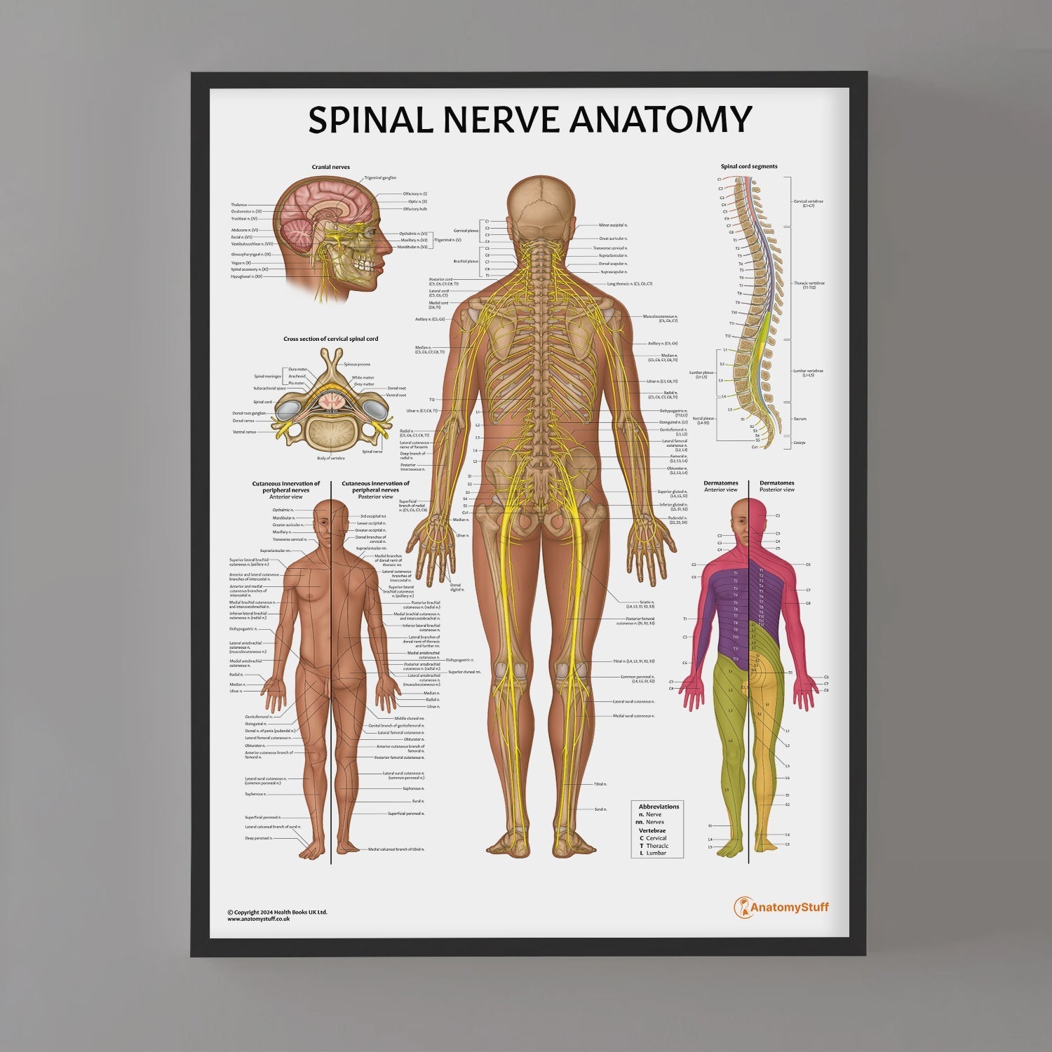 Spinal Nerve Anatomy Chart / Poster - Part of Collection