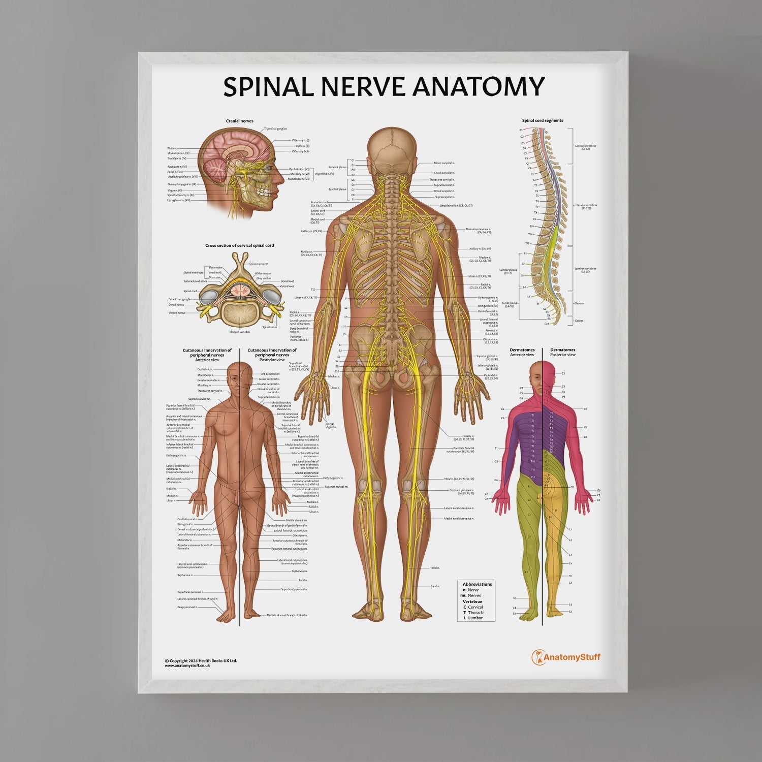 Spinal Nerve Anatomy Chart / Poster - Part of Collection