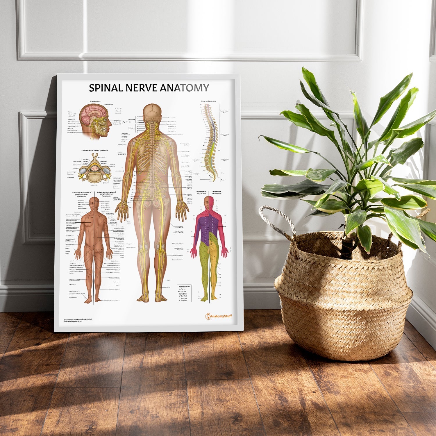 Spinal Nerve Anatomy Chart / Poster - Part of Collection