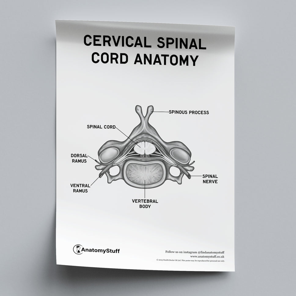 Cervical Spinal Cord Anatomy Poster PDF