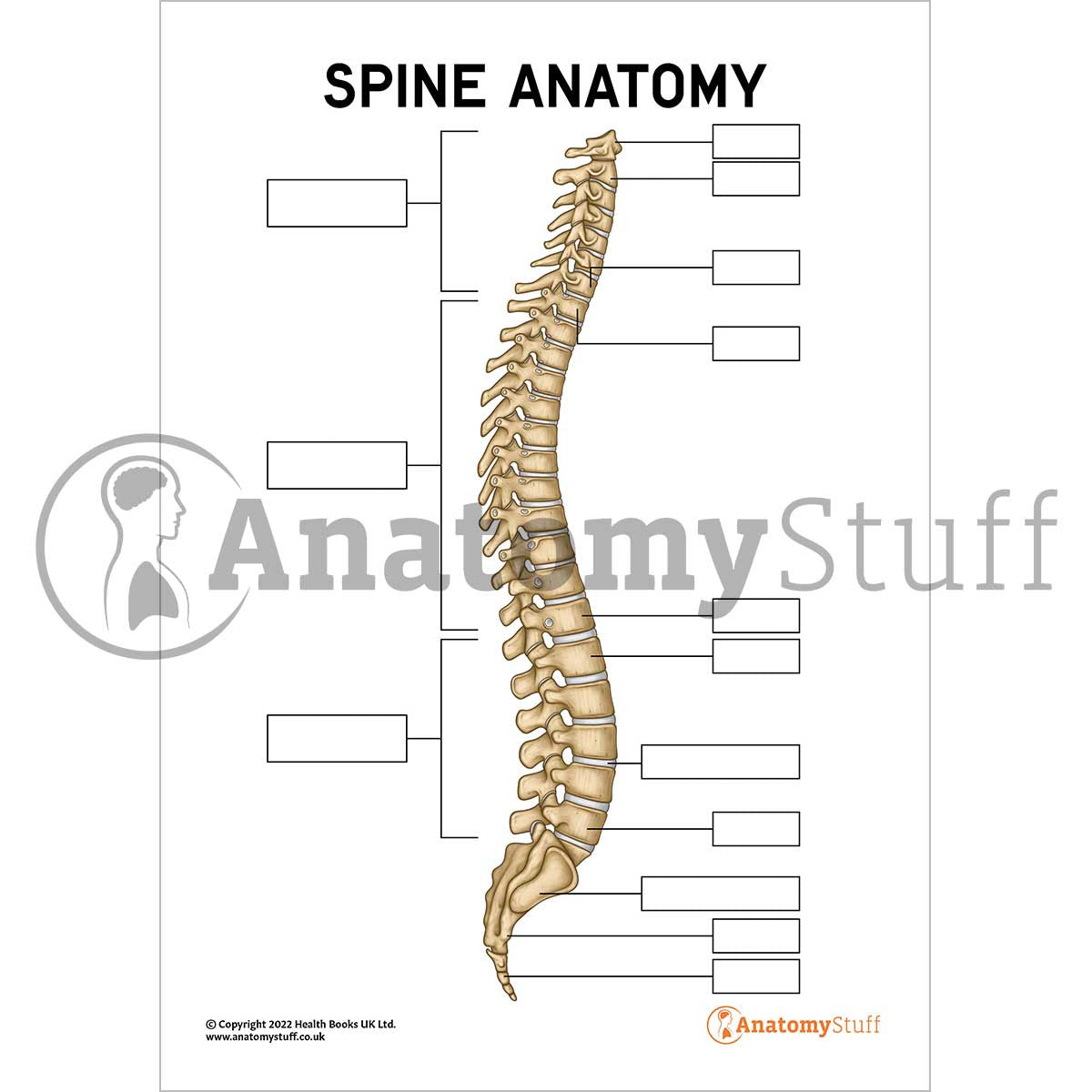 Spine Anatomy Poster / Worksheet (Interactive & Printable PDF)