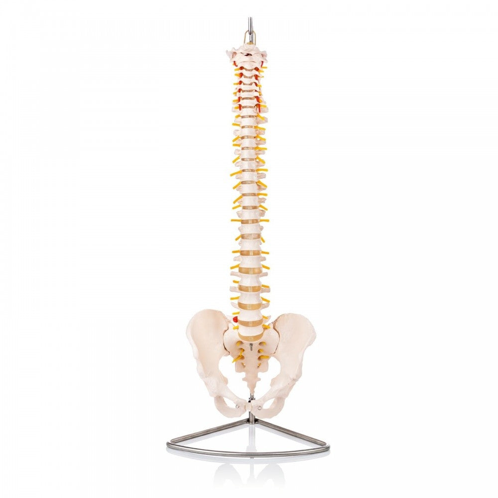 Spine Anatomy & Pathology Collection