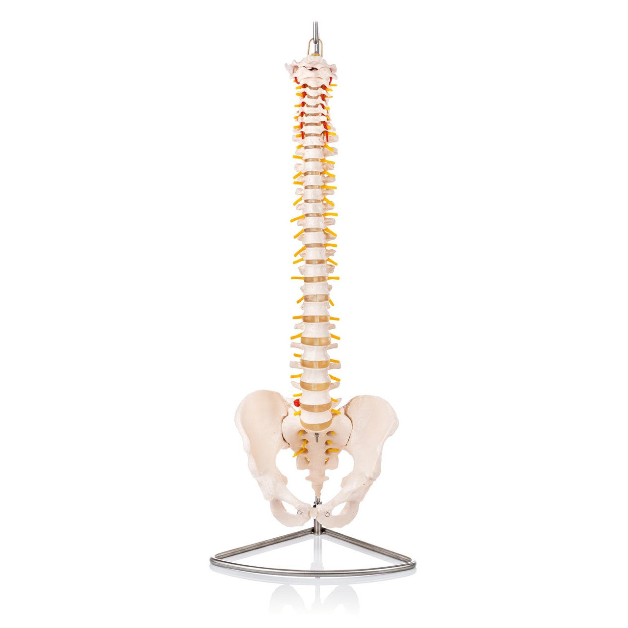 Flexible Vertebral Column Model
