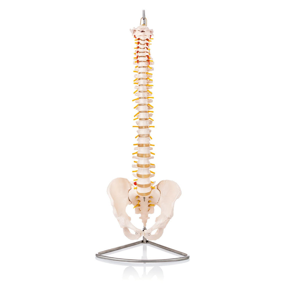 Budget Flexible Spine Model with Pelvis