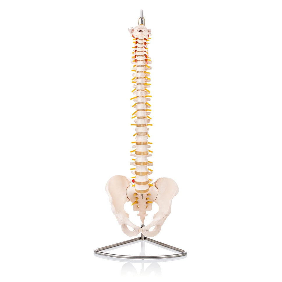 AnatomyStuff Complete Manual Handling Demonstration Kit