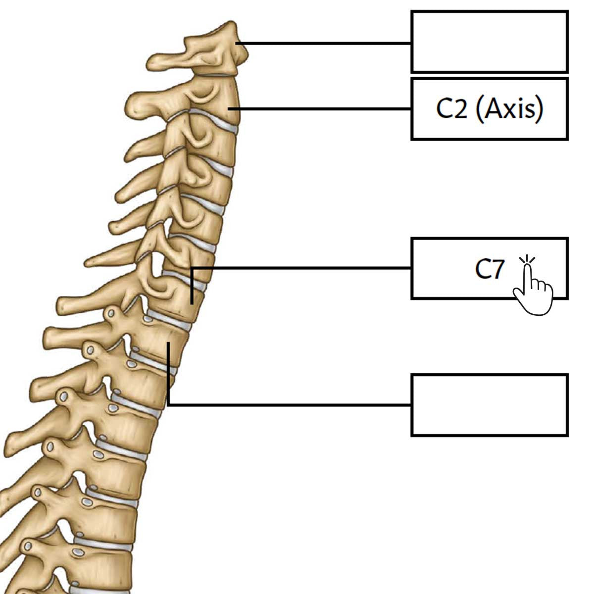 Spine Anatomy Poster / Worksheet (Interactive & Printable PDF)