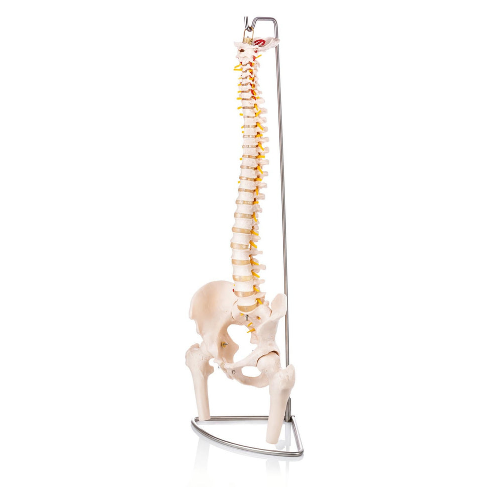 Budget Flexible Spine Model with Pelvis and Femoral Heads
