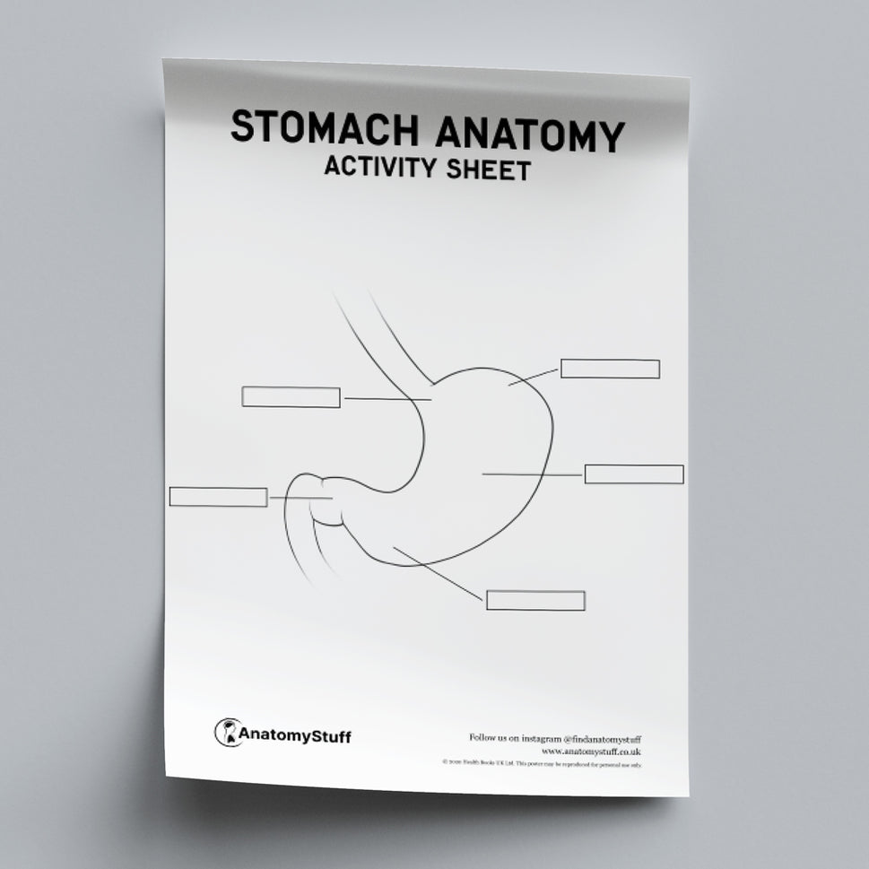 Stomach Anatomy Activity Sheet PDF