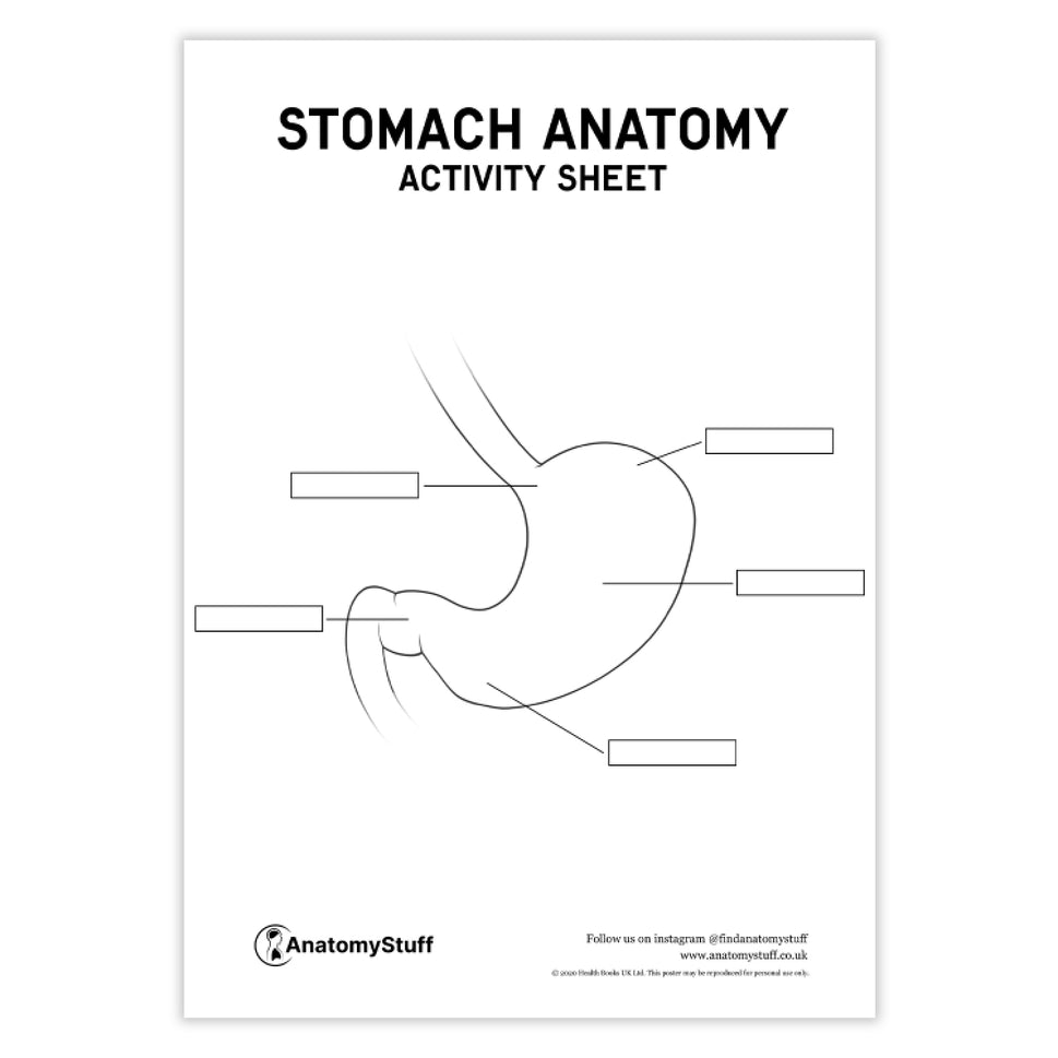 Stomach Anatomy Activity Sheet PDF