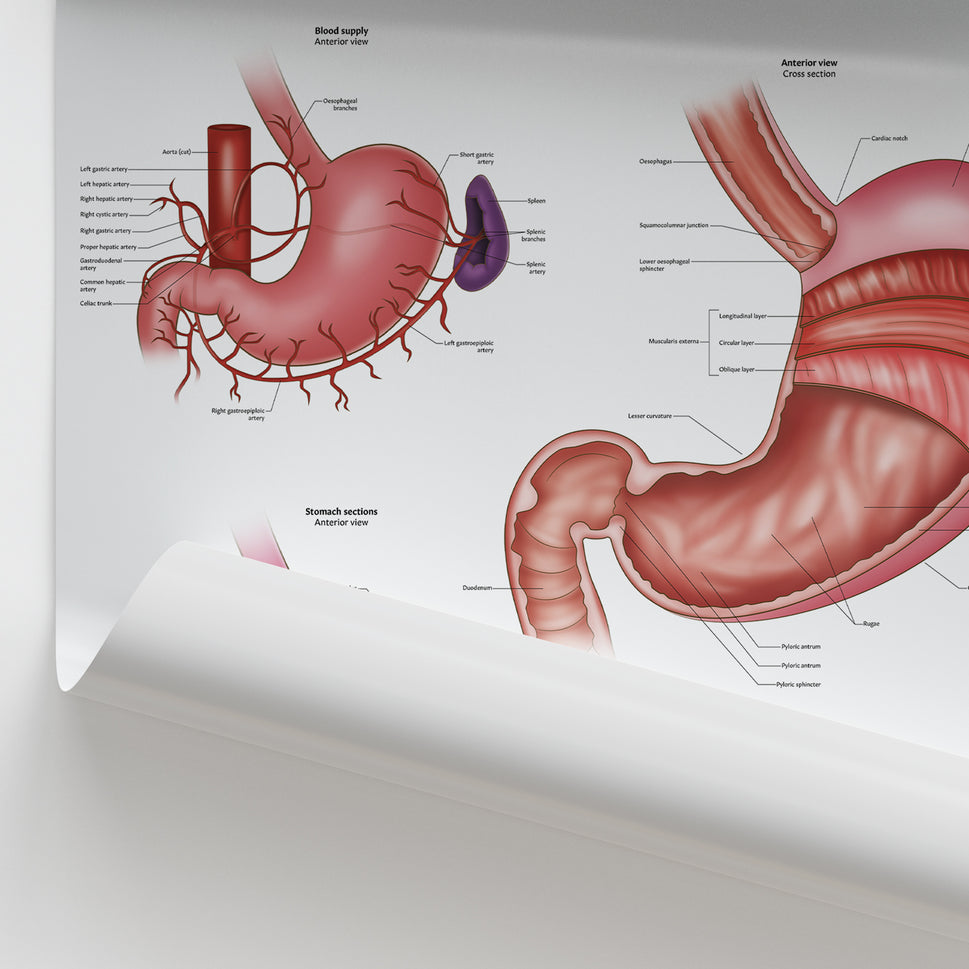 Stomach Anatomy Chart / Poster