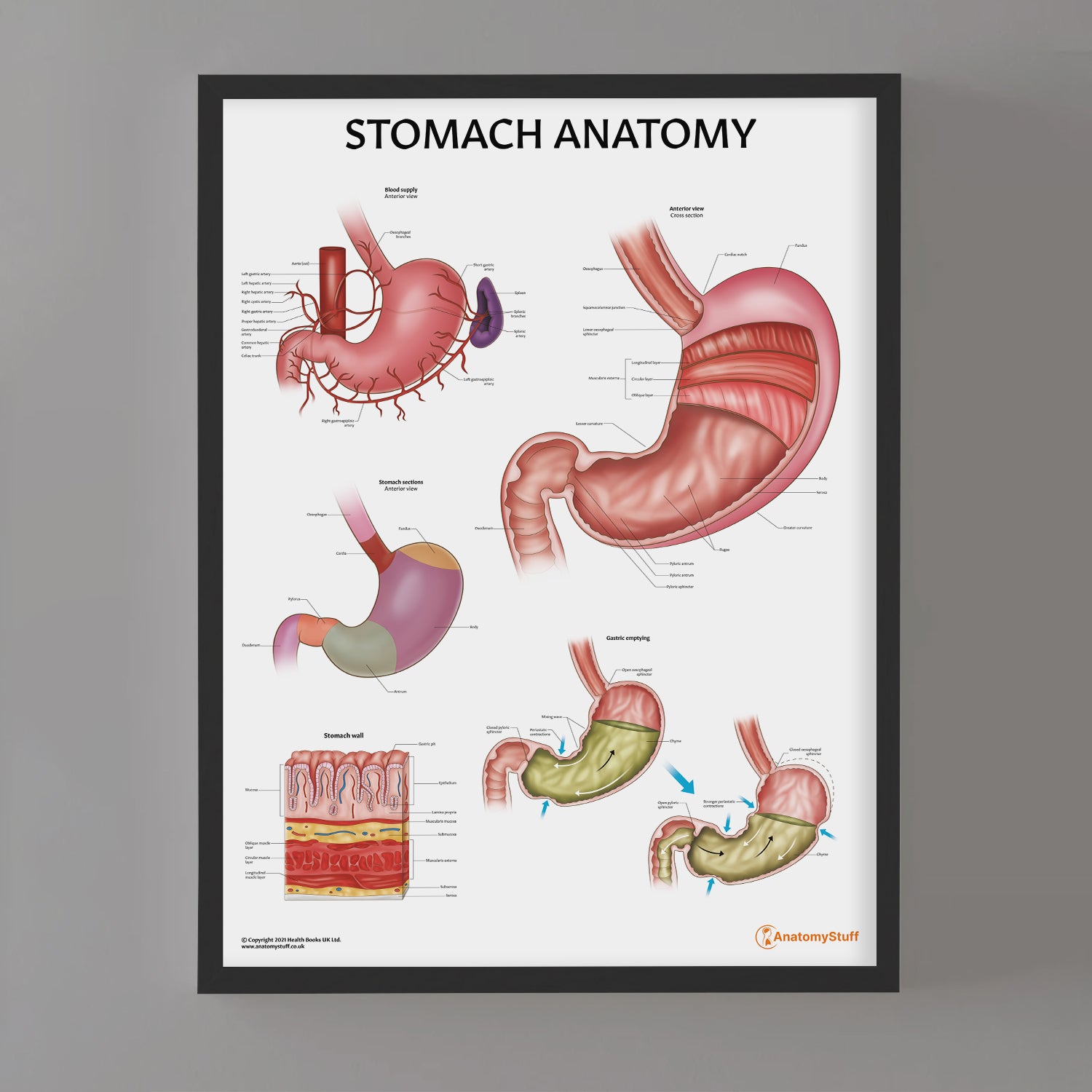 Stomach Anatomy Chart / Poster