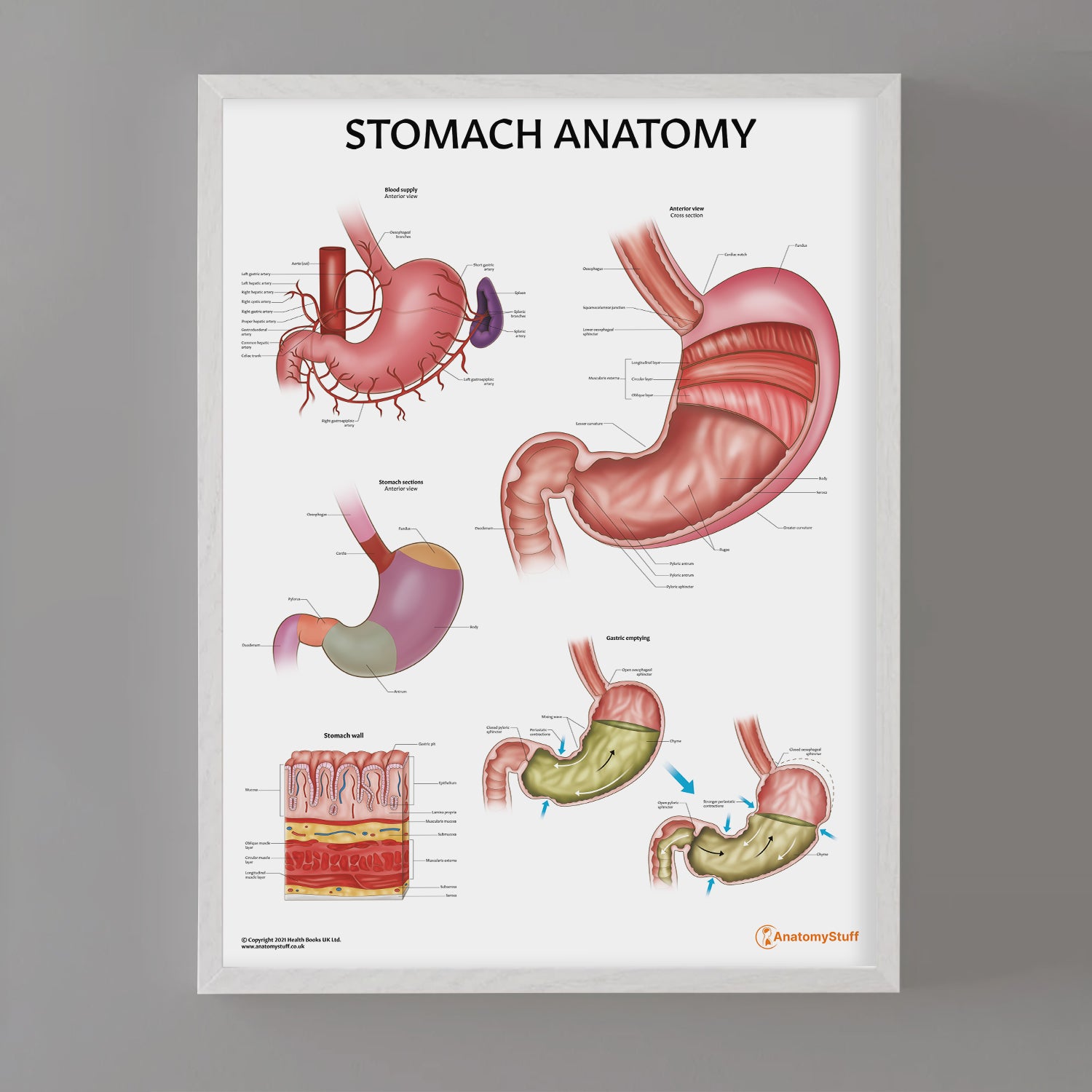 Stomach Anatomy Chart / Poster