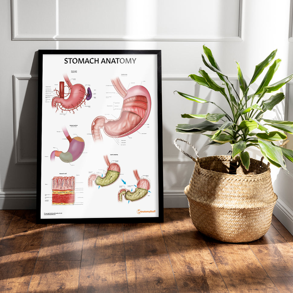 Stomach Anatomy Chart / Poster