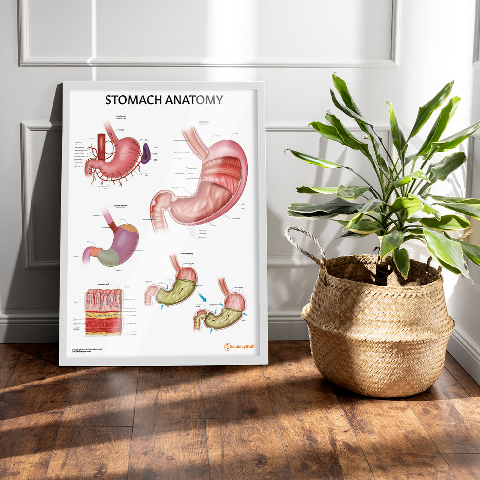 Stomach Anatomy Chart / Poster