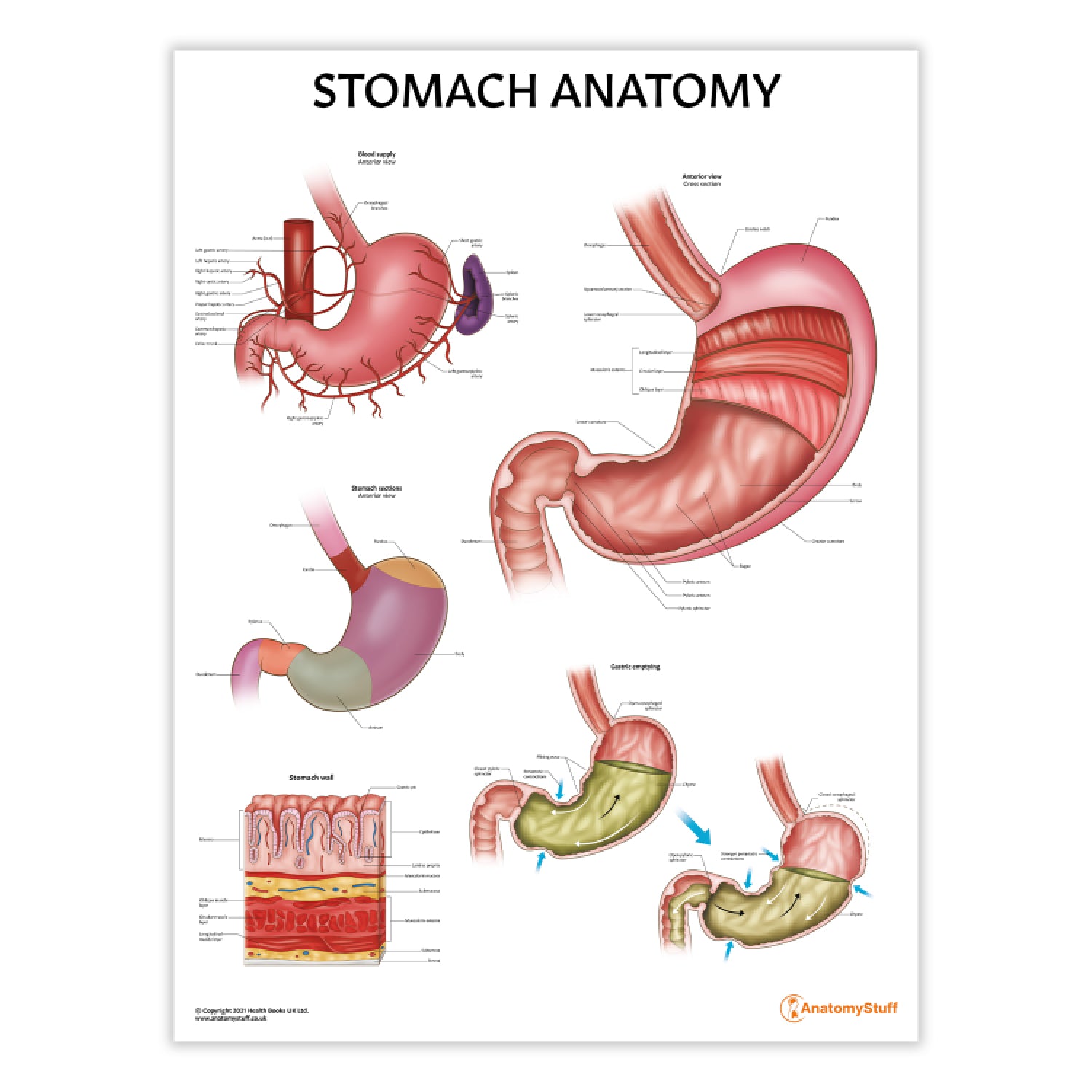 Stomach Diagram Anatomy Koibanainfo Stomach Diagram Digestive stomach-diagram-anatomy-koibanainfo-stomach-diagram-digestive