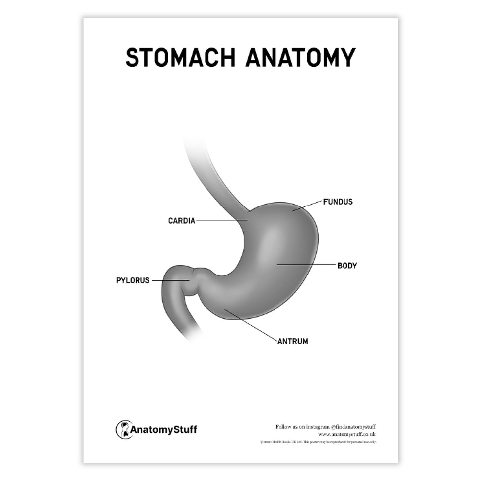 Stomach Anatomy Poster PDF