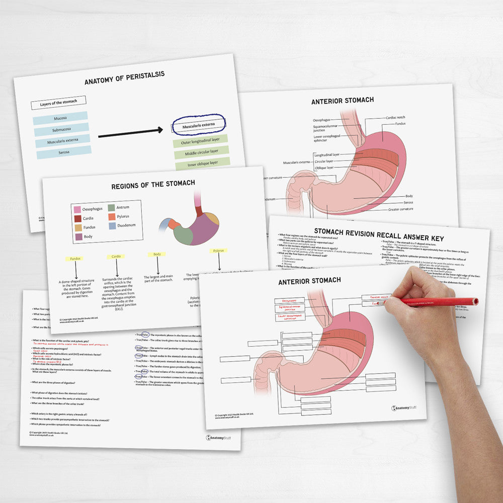 Stomach Anatomy Revision Worksheets (Interactive & Printable PDFs)