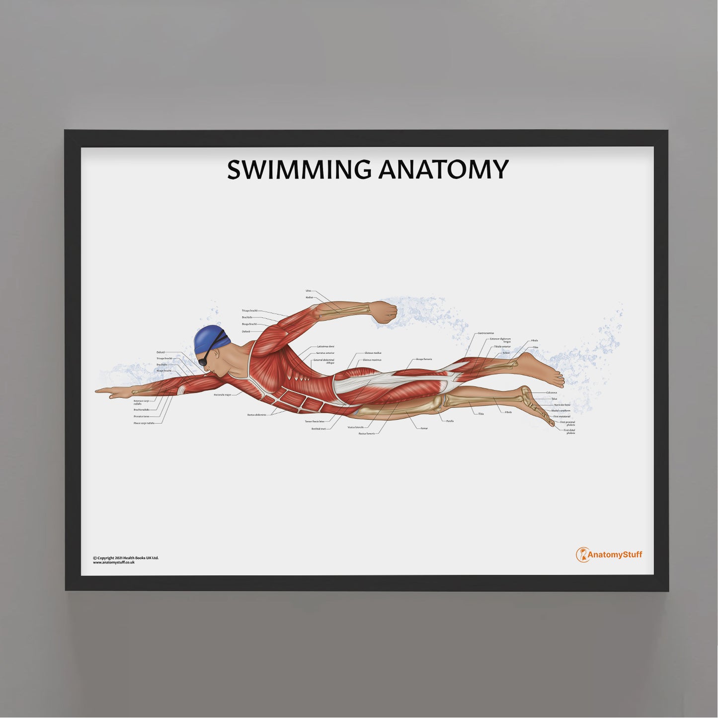 Swimming Anatomy Chart / Poster