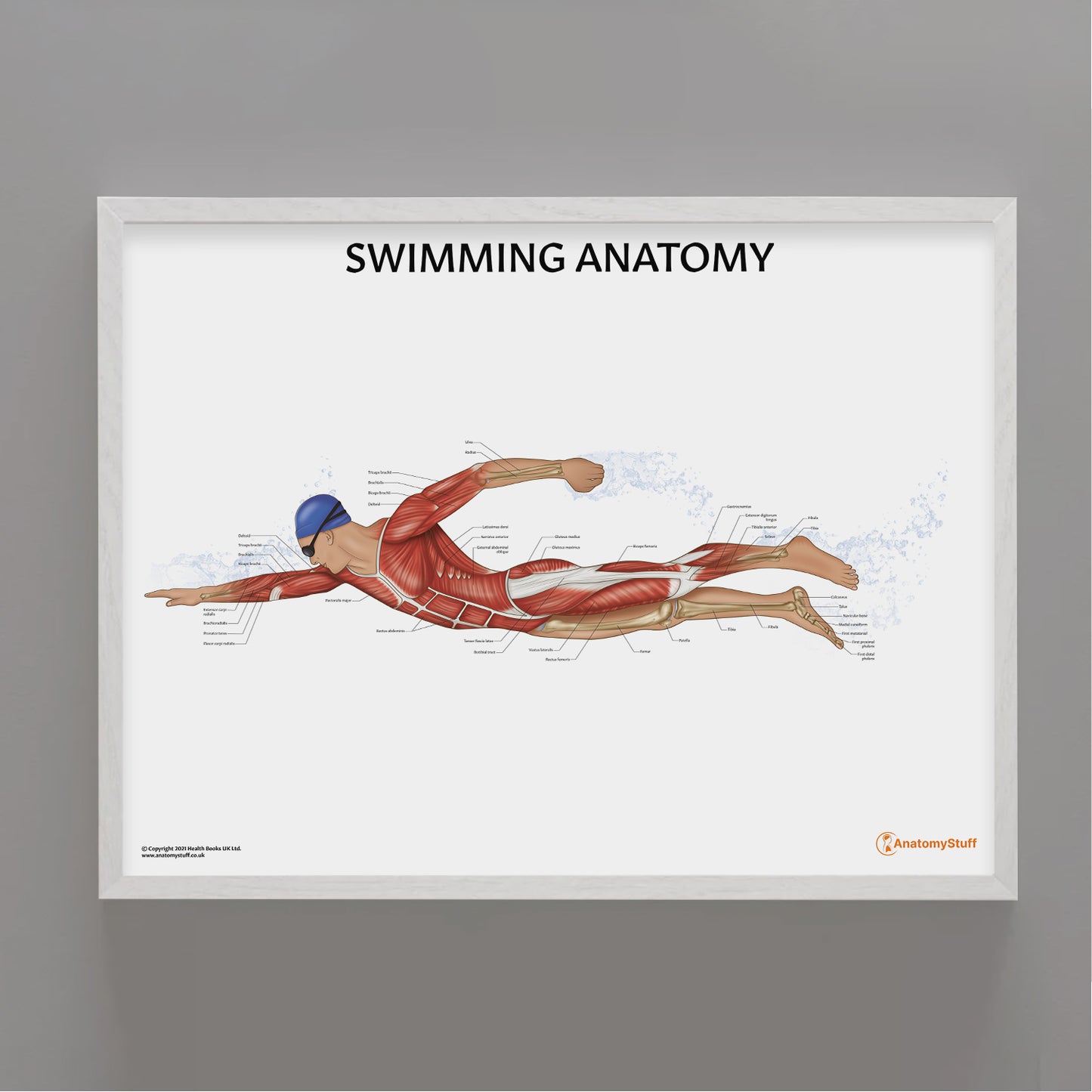Swimming Anatomy Chart / Poster