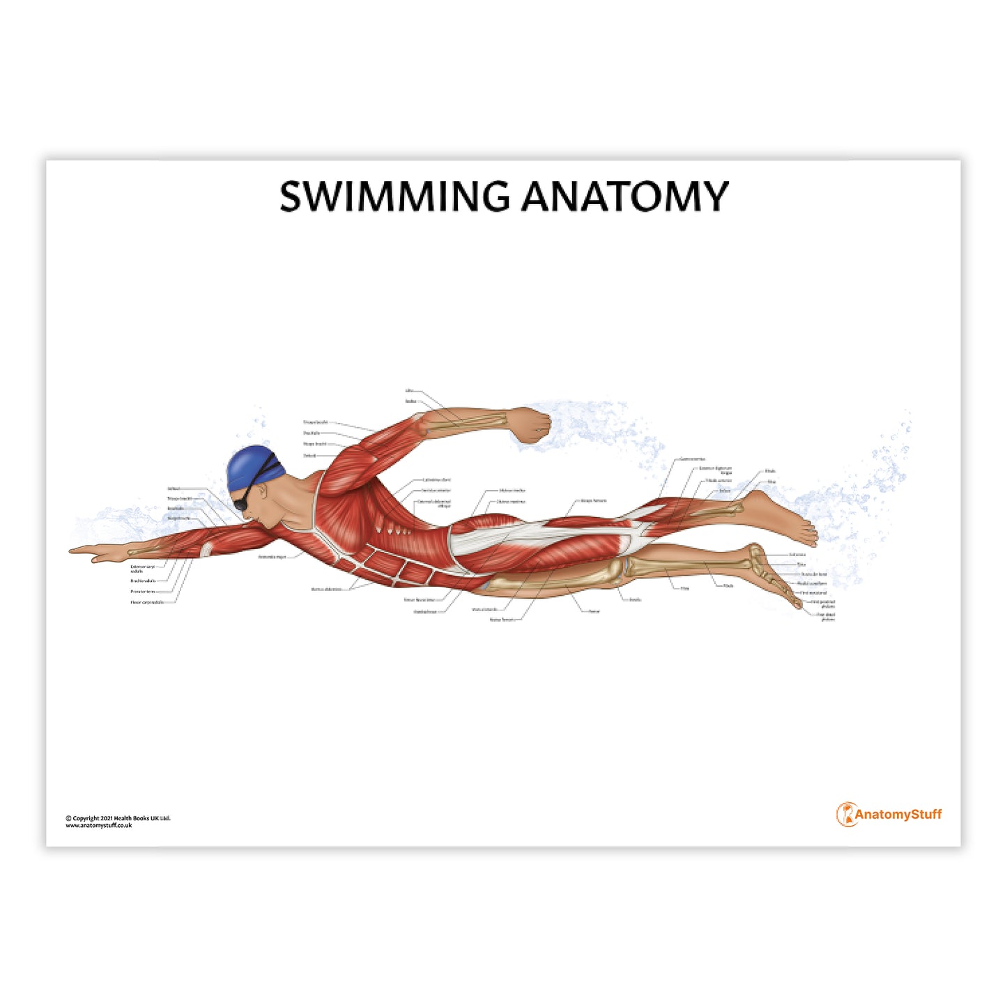 Swimming Anatomy Chart / Poster
