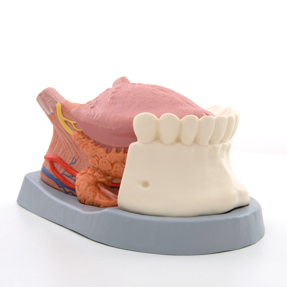 Tongue Anatomy Model (2.5 times life size)