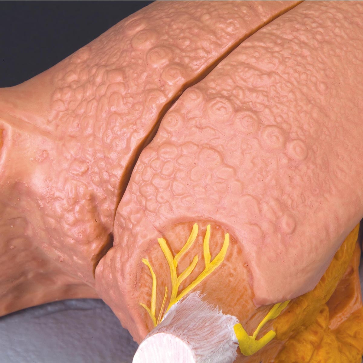 Tongue Anatomy Model (2.5 times life size)