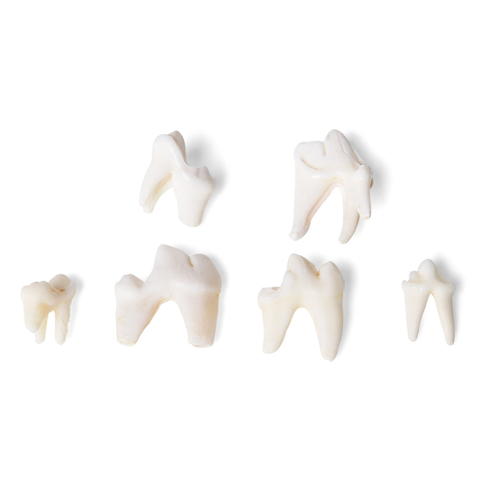 Animal Teeth Model Collection
